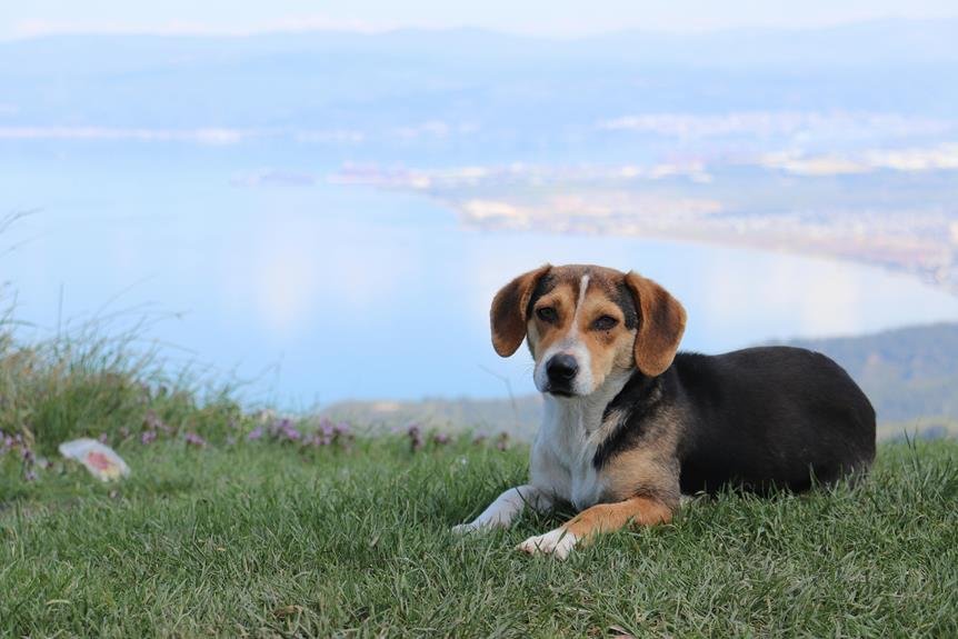 summer heat dog care